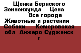 Щенки Бернского Зенненхунда  › Цена ­ 40 000 - Все города Животные и растения » Собаки   . Кемеровская обл.,Анжеро-Судженск г.